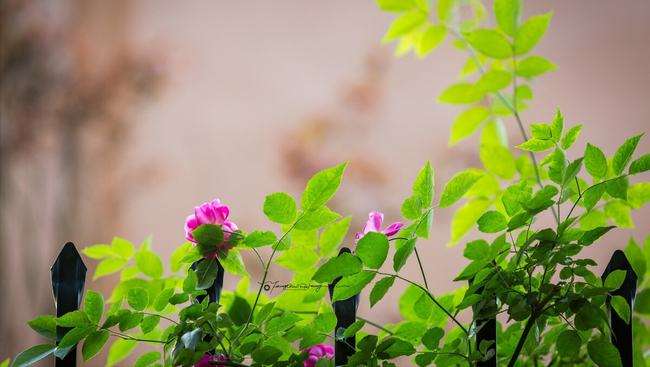 1641529781010090494.jpg src=http___nimg.ws.126.net__url=http%3A%2F%2Fdingyue.ws.126.net%2F2022%2F0106%2F626932eej00r5a7w60056c000xa00irc.jpg