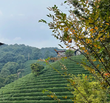 1731913497464087023.png 1731913494686.png